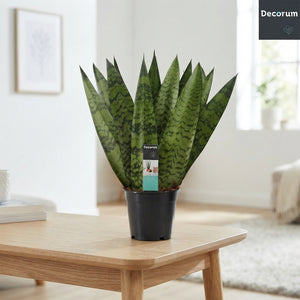 Sansevieria Zeylanica Fan – 12cm Pot