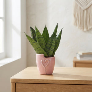 Sansevieria Zeylanica ‘Maui’ – 6cm Ceramic Pot