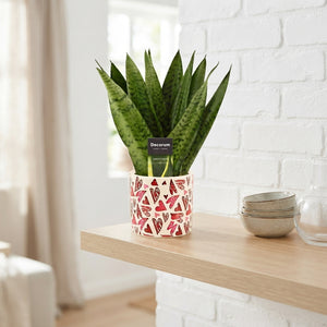Sansevieria Zeylanica Fan ‘Julia’ – 12cm Pot