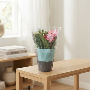 Mixed Schlumbergera Christmas Cactus – 10.5cm Pot