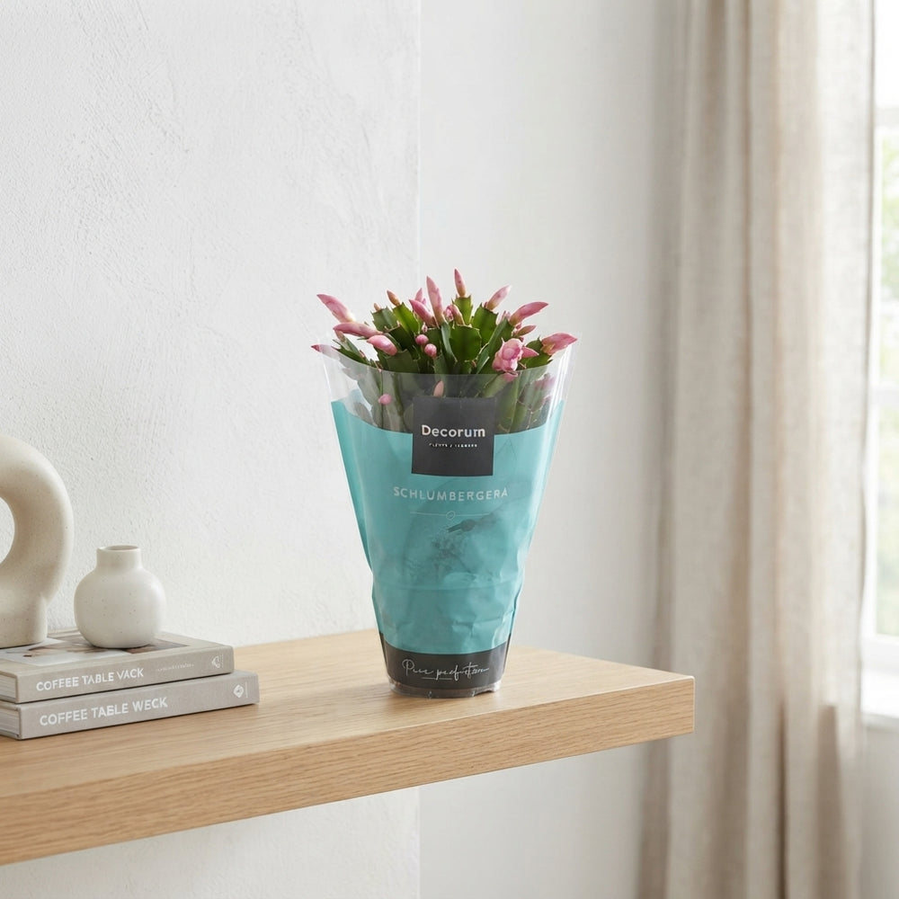 Mixed Schlumbergera Christmas Cactus – 13cm Pot
