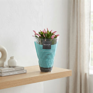 Mixed Schlumbergera Christmas Cactus – 13cm Pot