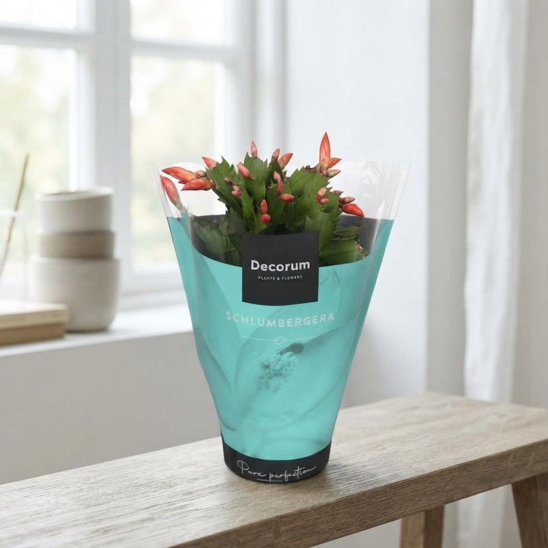 Orange Christmas Cactus (Schlumbergera) – 13cm Pot