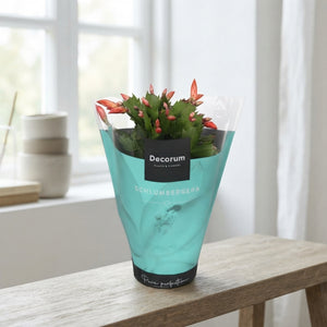 Orange Christmas Cactus (Schlumbergera) – 13cm Pot
