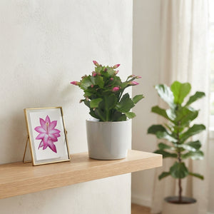 Schlumbergera Christmas Cactus – 9cm Pot