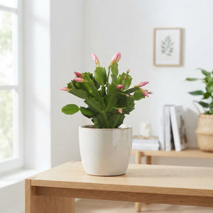 Christmas Cactus (Schlumbergera) – 10.5cm Pot
