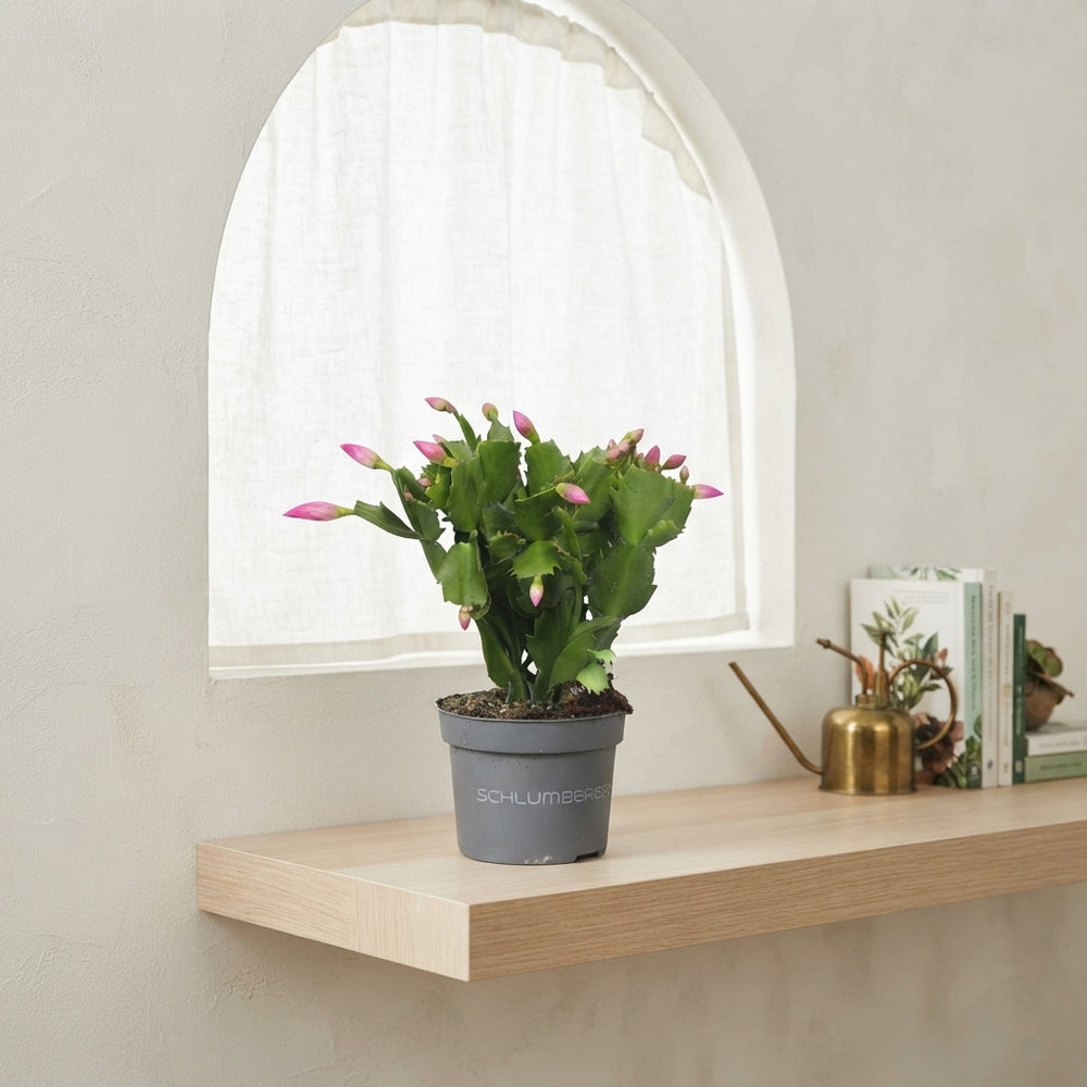 White Christmas Cactus (Schlumbergera) – 10.5cm Pot