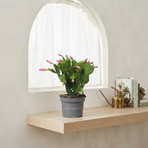 White Christmas Cactus (Schlumbergera) – 10.5cm Pot