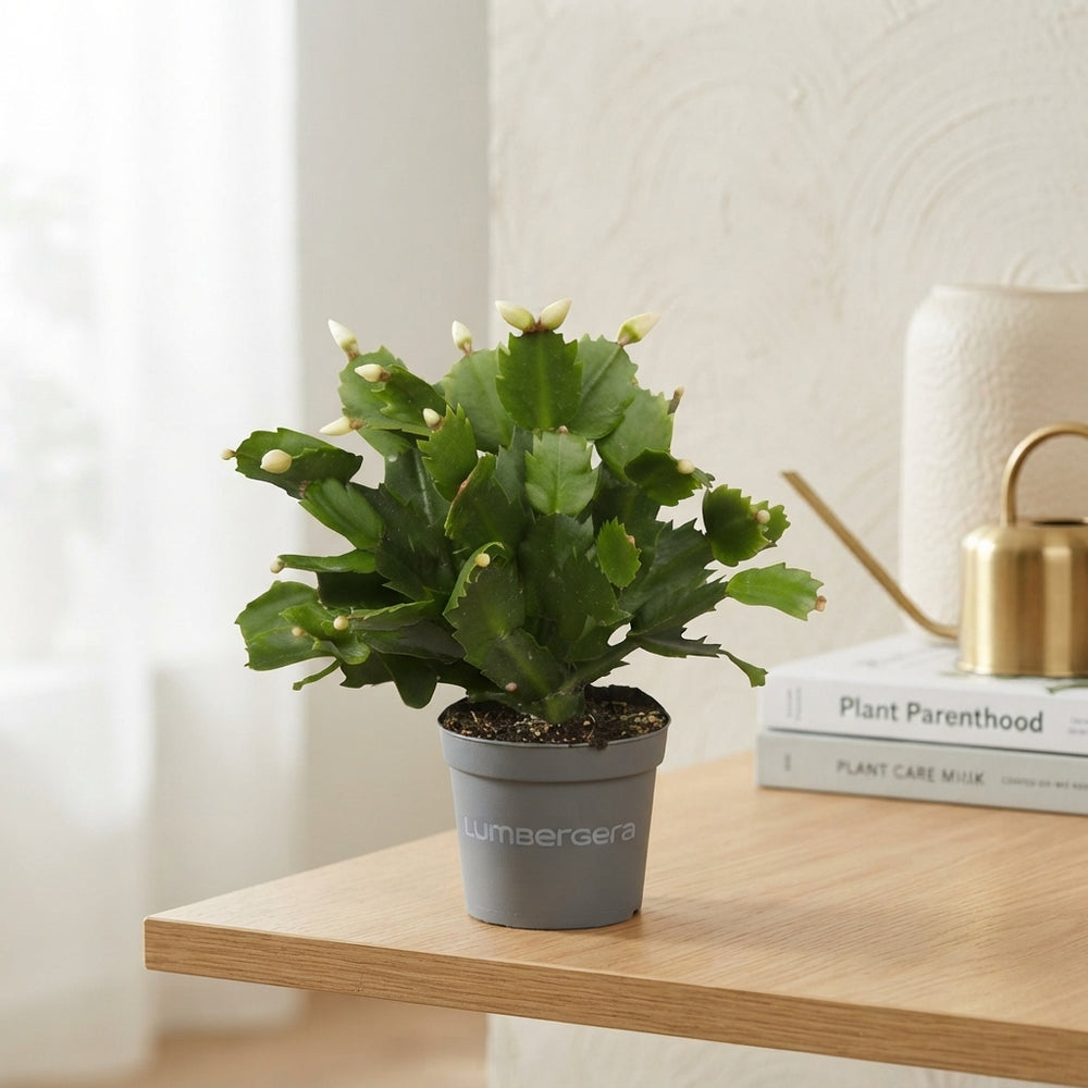 White Schlumbergera Christmas Cactus – 9cm Pot