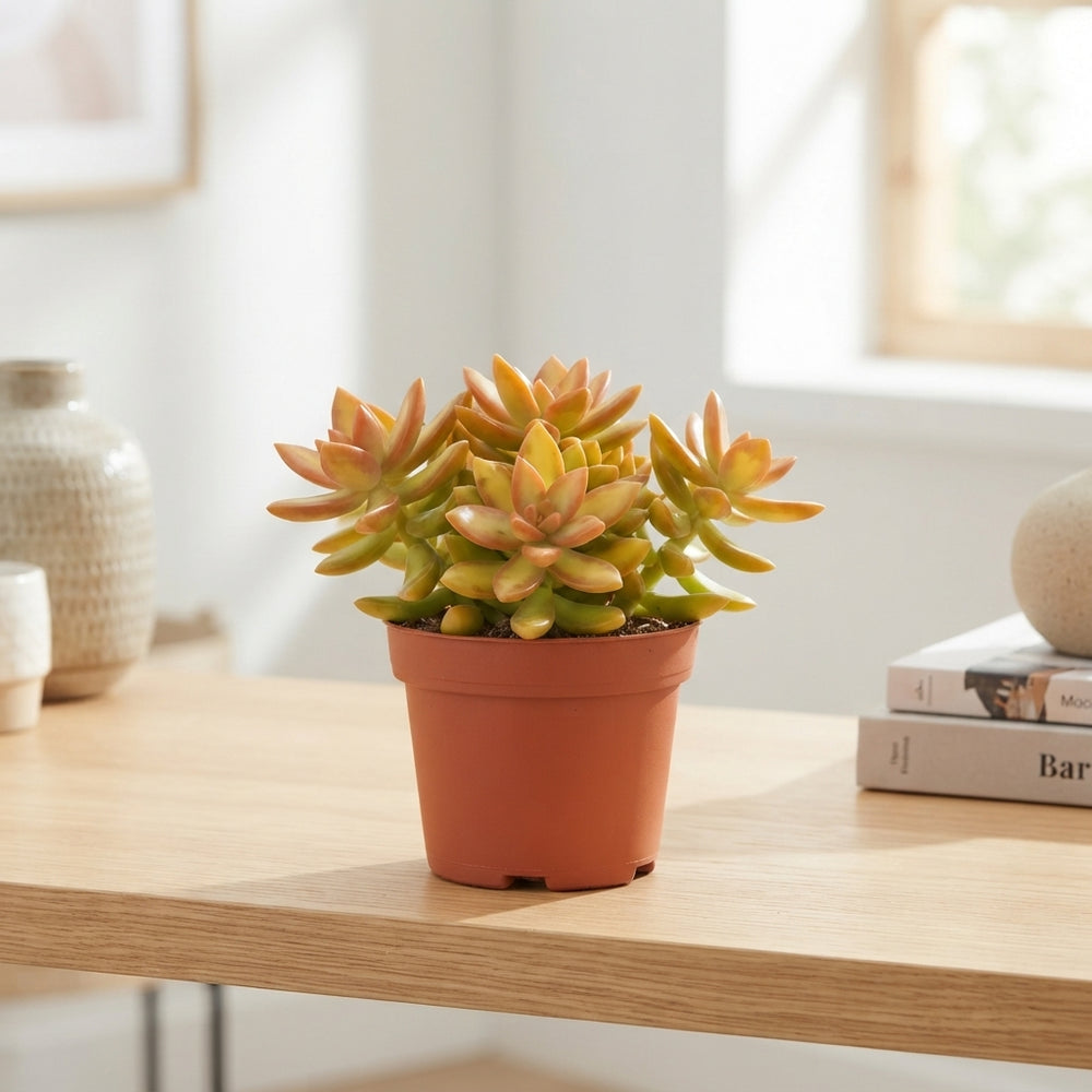 Golden Sedum (Sedum adolphii) – 12cm Pot