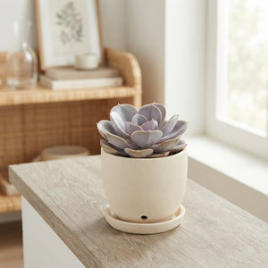 Mixed Succulent Plant – 8.5cm Pot
