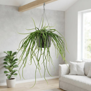 Selenicereus wercklei Cactus – 17cm Pot