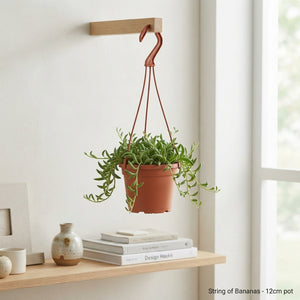 Mixed Senecio Houseplant – 12cm Pot