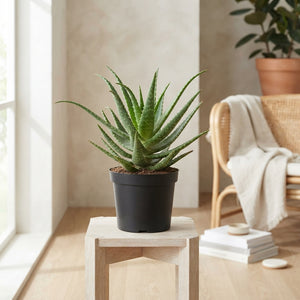 Aloe arborescens – 19cm Pot, Approx. 45cm