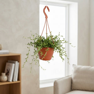 String of Bananas (Senecio radicans) – 12cm Pot
