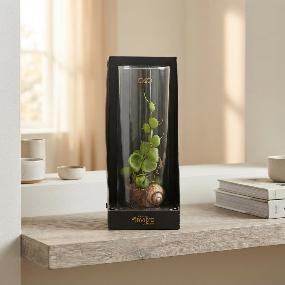 Snaily Dischidia Arrangement – 13cm Glass Cylinder