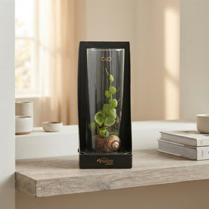 Snaily Dischidia Arrangement – 13cm Glass Cylinder