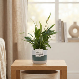 Spathiphyllum ‘Lauren Green’ Peace Lily – 12cm Pot