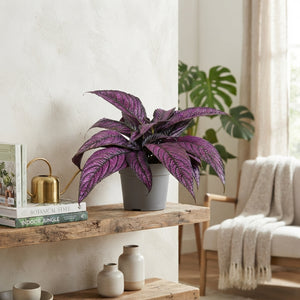 Strobilanthes Metallica – 13cm Pot