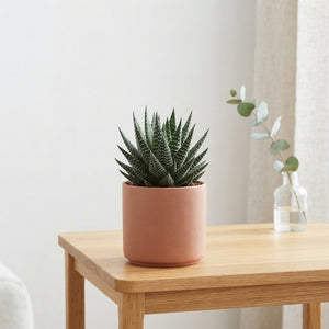 Mixed Cacti and Succulent Collection – 14cm Pot