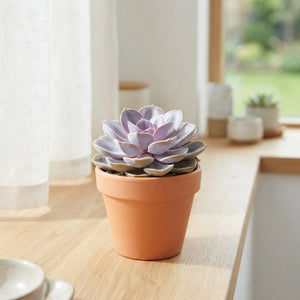 Mixed Cacti and Succulents – 12cm Pot