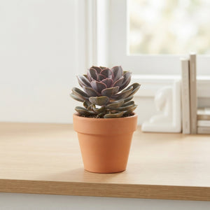 Mixed Succulent Plant – 8.5cm Pot