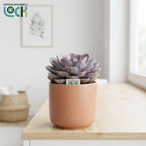 Mixed Succulent Collection – 17cm Pot