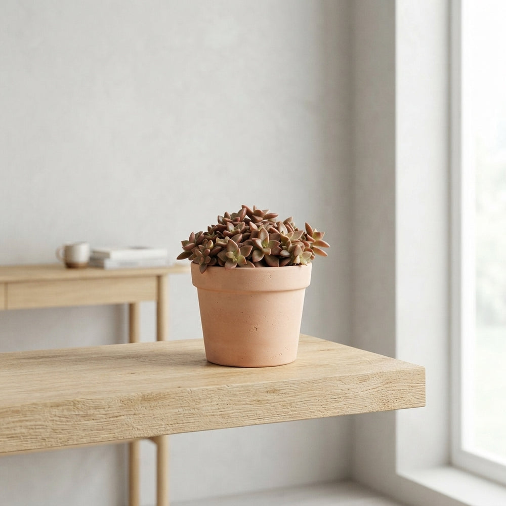 Mixed Autumn Succulent Arrangement – 12cm Pot