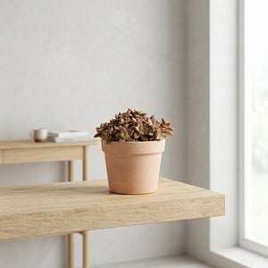 Mixed Autumn Succulent Arrangement – 12cm Pot