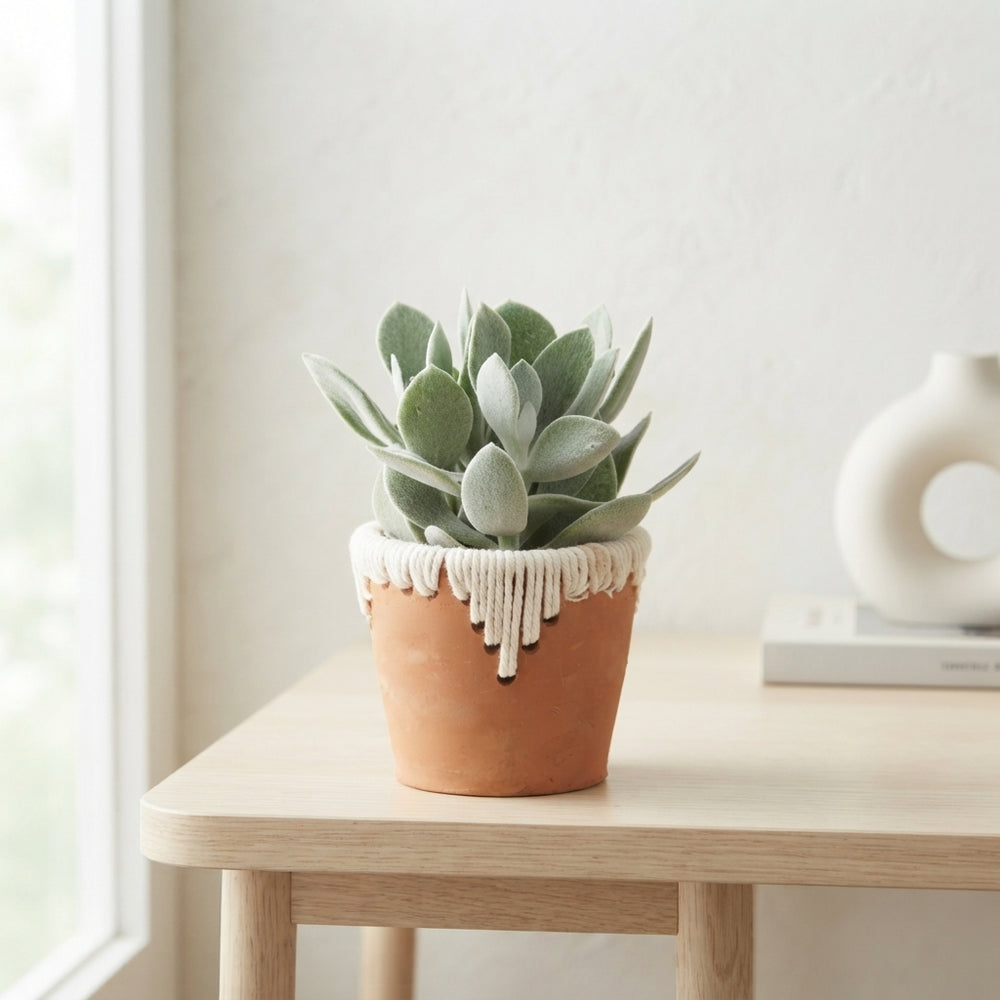 Mixed Succulent Arrangement in Ceramic Tuvalu Pot – 10cm