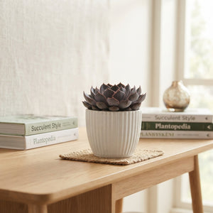 Mixed Succulent Arrangement in Ceramic Pot – 12cm