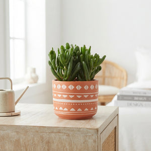 Mixed Succulent Arrangement – 14cm Ceramic Pot