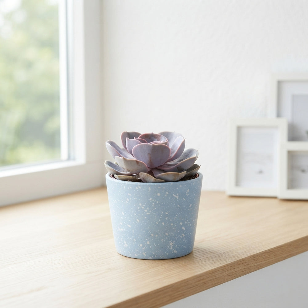 Mixed Succulent Collection – 12cm Ceramic Pot