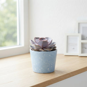 Mixed Succulent Collection – 12cm Ceramic Pot