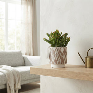 Mixed Succulent Collection – 14cm Ceramic Pot
