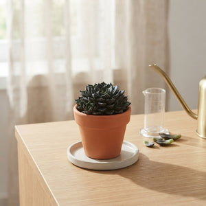 Mixed Succulent in Ceramic Rose Pot – 10cm