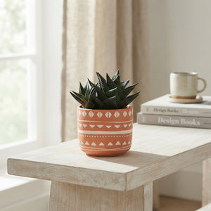 Mixed Succulent Arrangement – 10cm Ceramic Pot