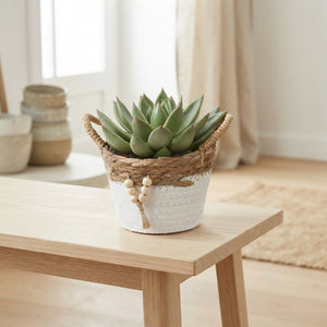 Mixed Succulent Arrangement ‘Tokelau’ – 14cm Pot