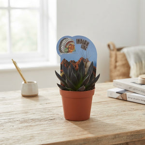 Mixed Succulent Plant Collection – 8.5cm Pot