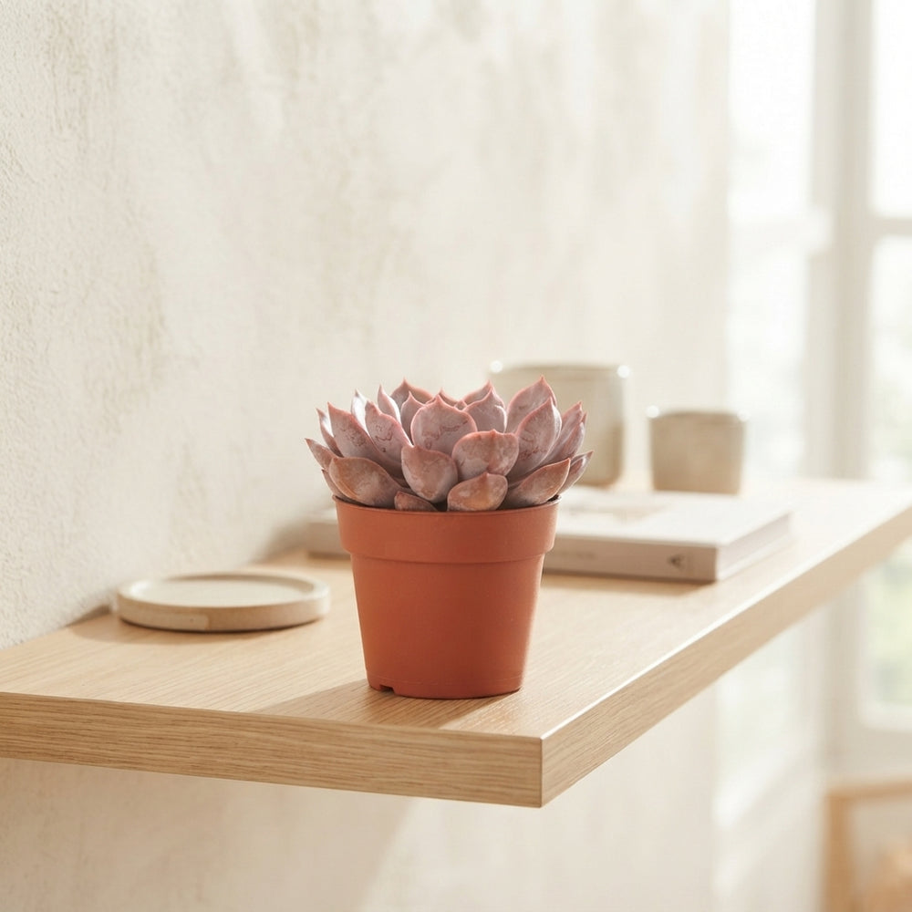 Mixed Succulent Plant Collection – 8.5cm Pot