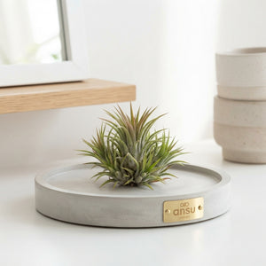 Tillandsia ionantha Air Plant – 12cm Pot