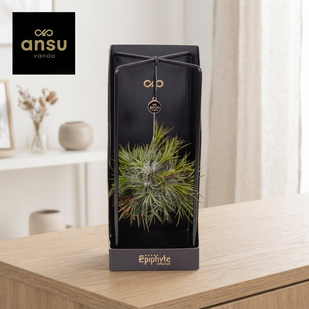 Tillandsia Ionantha Air Plant Collection – 13cm Pot