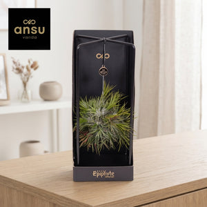 Tillandsia Ionantha Air Plant Collection – 13cm Pot