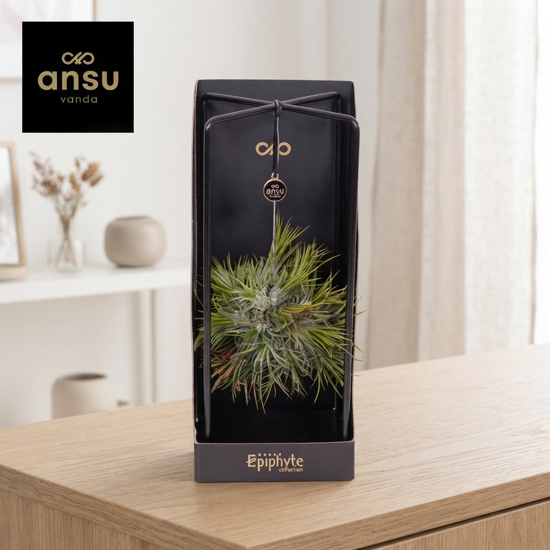 Tillandsia Ionantha Air Plant Collection – 13cm Pot
