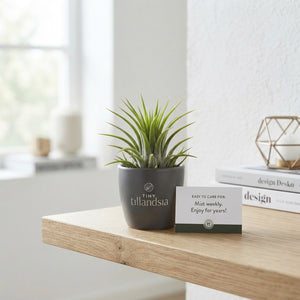 Tillandsia ionantha Air Plant – Black Ceramic Pot, 6cm