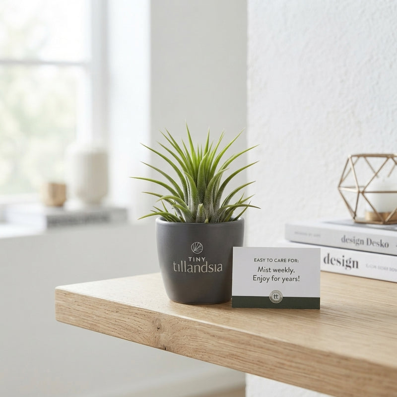 Tillandsia ionantha Air Plant – Black Ceramic Pot, 6cm