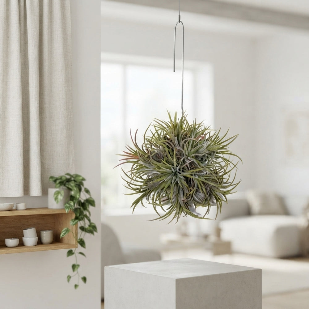 Large Hanging Air Plant (Tillandsia ionantha) – 15cm
