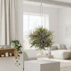 Large Hanging Air Plant (Tillandsia ionantha) – 15cm