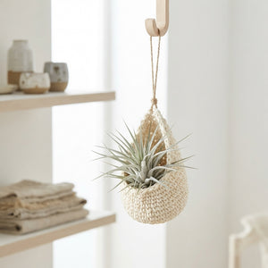 Tillandsia Ionantha ‘Super Silver’ Air Plant – 15cm