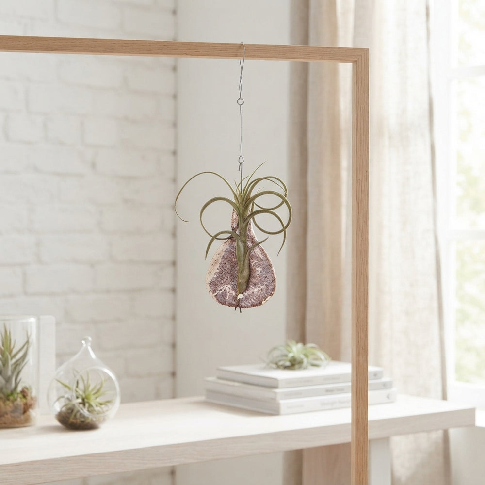 Tillandsia ionantha Tilly Tiles Air Plant – 8cm Pot